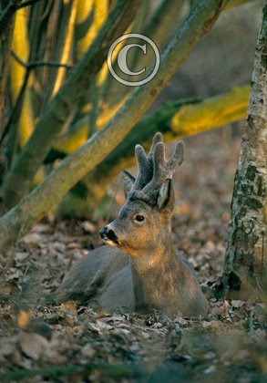 Roe Deer Buck DM06890